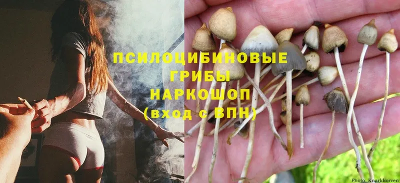 blacksprut   Елизово  Псилоцибиновые грибы Psilocybine cubensis 